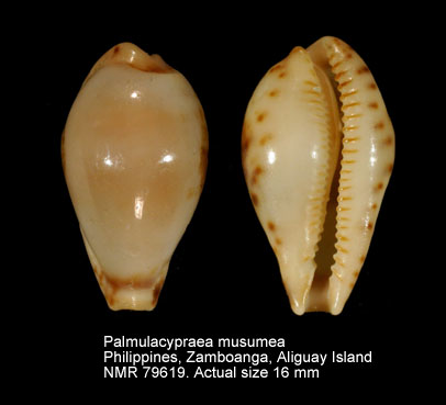 Palmulacypraea musumea.jpg - Palmulacypraea musumea (Kuroda & Habe,1961)